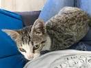 Pet Sitter Ylenia