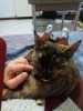 Pet Sitter