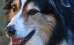 Stefano Dog Sitter Services