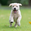 Stefano Dog Sitter Services